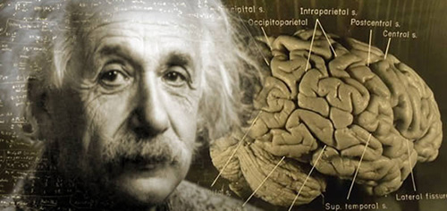 Bộ não của nhà vật lý Einstein có cấu tạo rất đặc biệt. Ảnh: Live Science.