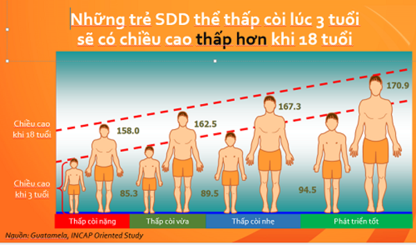 Nghiên cứu cho thấy trẻ bị suy dinh dưỡng lúc 3 tuổi, khi trưởng thành sẽ có chiều cao thấp hơn mức có thể đạt được.